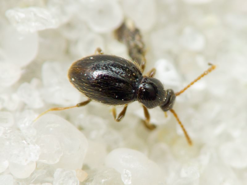 Scydmaenidae Leach, 1815